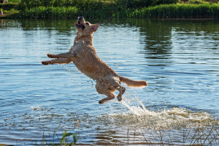 Labrador frolic in the lake. Photographed in summer close-up.の写真素材