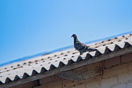 Pigeons are sitting on the roof against the sky.の写真素材