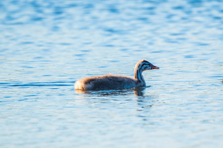 A lone duck swims across the lake. Photographed close-up.の写真素材