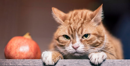 Portrait of a domestic cat in retro style. Nearby lies a pomegranate.