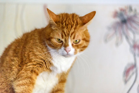 beautiful domestic catの写真素材