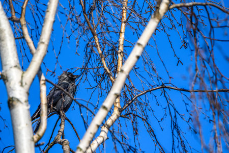 Portrait of a crow sitting on a tree against the sky.の写真素材