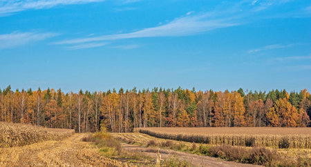 Field of ripe corn on the background of the forest. Photographed in the fall in the afternoon.の写真素材