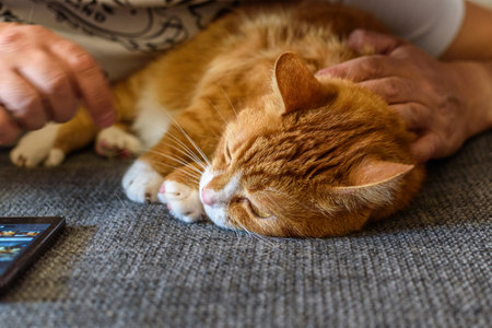 Cute ginger cat sleeping on the sofa with woman's hands holding mobile phone