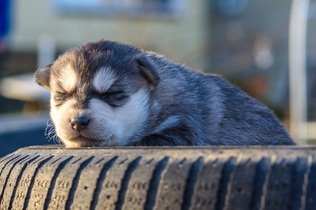 Portrait of a young puppy.