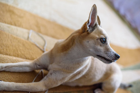 old domestic dog on the carpet
