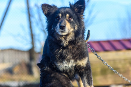 Portrait of a village dog on a chain.の写真素材