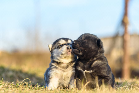 Portrait of two little puppies outdoors.の写真素材