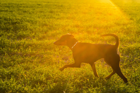 Dog frolics on the field.の写真素材