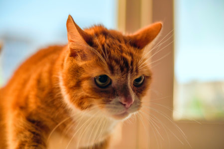 Portrait of a red, domestic cat looking into the camera close-up.の写真素材