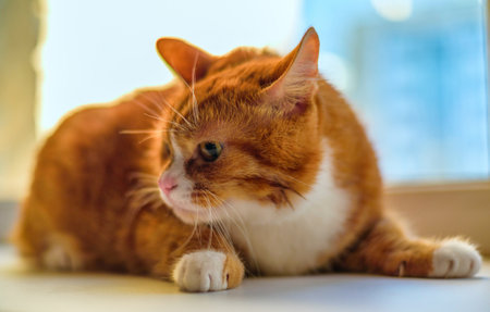 Portrait of a red, domestic cat looking into the camera close-up.の写真素材