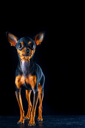 portrait of a beautiful little dog in a photo studio with a black backgroundの写真素材