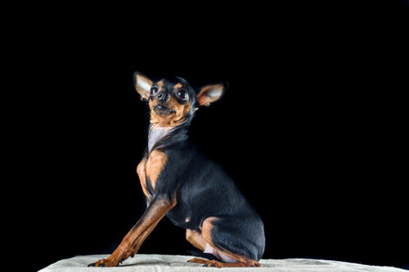 Portrait of a small domestic dog toy terrier in a photo studio on a dark background.の写真素材