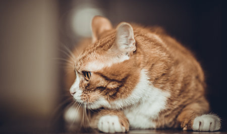 Portrait of a beautiful young cat on a dark background.の写真素材