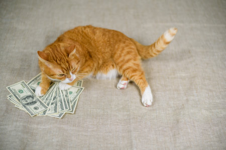 Portrait of a domestic cat with a bunch of hundred dollar bills.の写真素材
