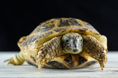 turtle on a dark background close-up.の写真素材