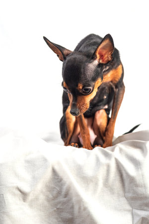 Domestic dog on white background.の写真素材
