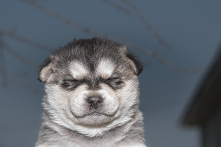Portrait of a husky puppy close-up.の写真素材