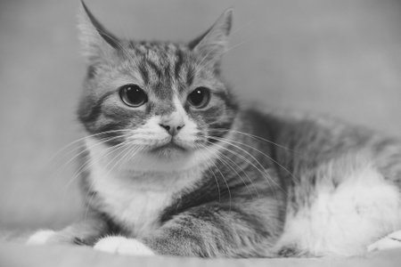 Portrait of a ginger domestic cat on a gray background in the studio.の写真素材