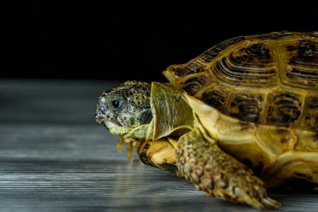 Ground home turtle photographed on a wooden background in the studio.の写真素材