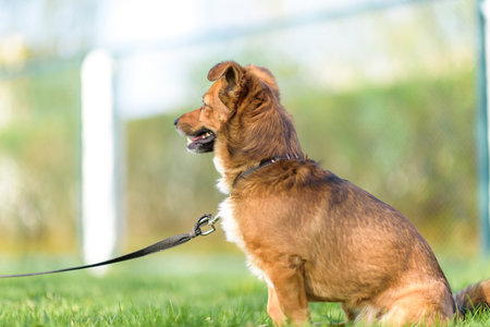 Domestic mongrel dog on a walk in the park on a leash.