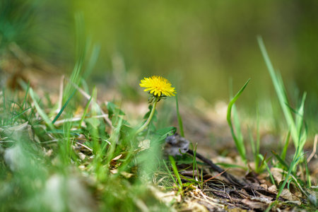 Lonely yellow dandelion on a green field.