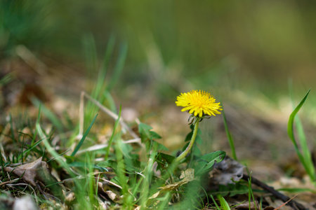 Lonely yellow dandelion on a green field.の写真素材