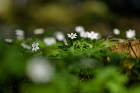 Anemone nemorosa closeup on a sunny day.