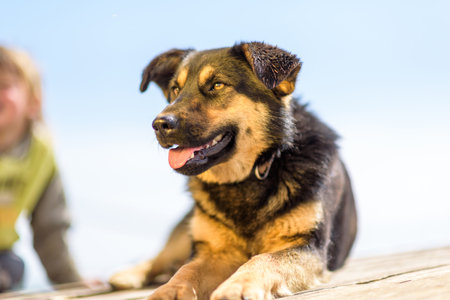 A stray dog basks in the sun on wooden planks.