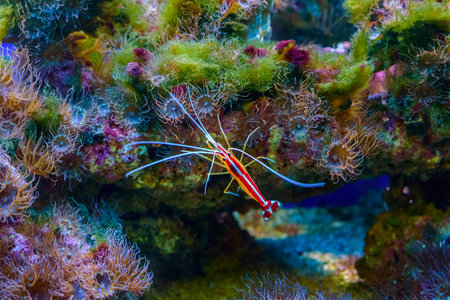 Sea fish in the aquarium.の写真素材
