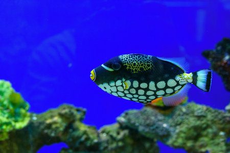 Sea fish in the aquarium.