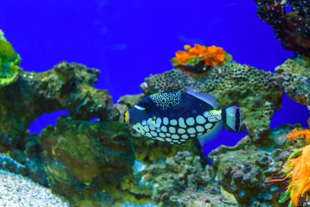 Sea fish in the aquarium.