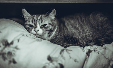 Red cat lying on a shelf in the closet on a blanket.の写真素材