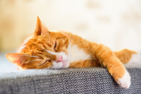 portrait domestic red cat lying on the sofaの写真素材