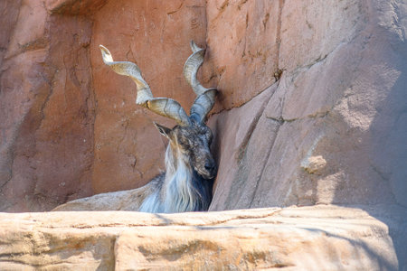 Barbary goat (Capra pygmaea) in the zooの写真素材