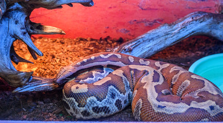 the snake in the zoo in the serpentarium.