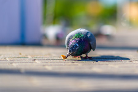 Portrait of a pigeon on a city street.