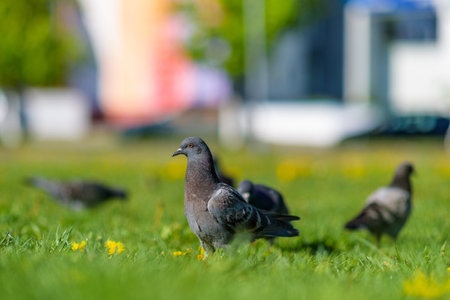 Pigeons are sitting on the green grass in summer.の写真素材