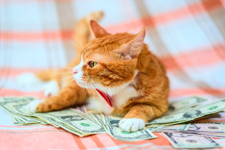 Homemade red cat lying on a pile of banknotes of American dollars.の写真素材