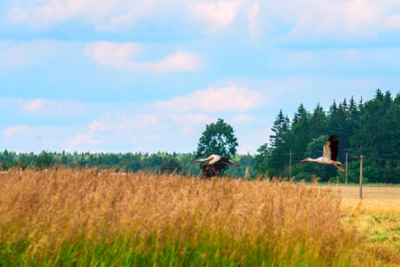 The stork flies over the field.