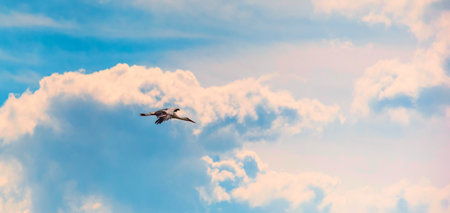 Seagull flying in the blue sky with white clouds, panorama