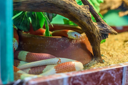 the snake in the zoo in the serpentarium.
