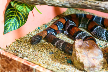 the snake in the zoo in the serpentarium.