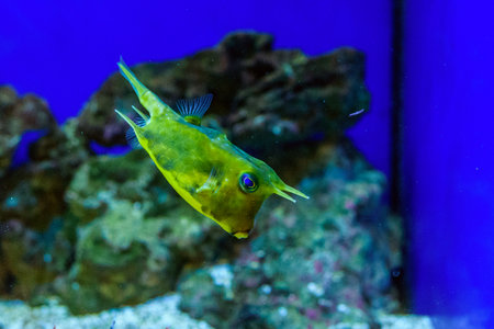 Sea fish in the aquarium.