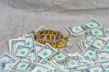 the turtle crawls on paper moneyの写真素材