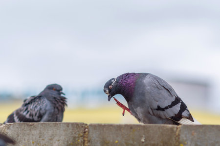 Portrait of a pigeon on a city street in summer.