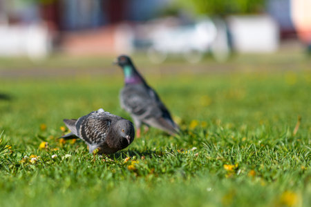Pigeons are sitting on the green grass in summer.の写真素材