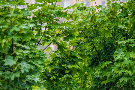 Green leaves of a maple tree in the garden. Selective focus.