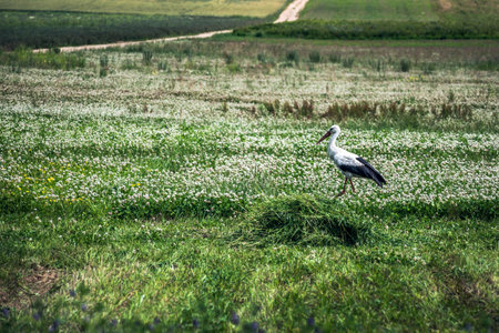 A stork walks across the field.の写真素材