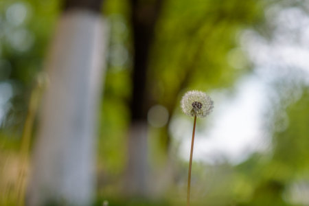 Dandelion in the grass with a blurred background.の写真素材